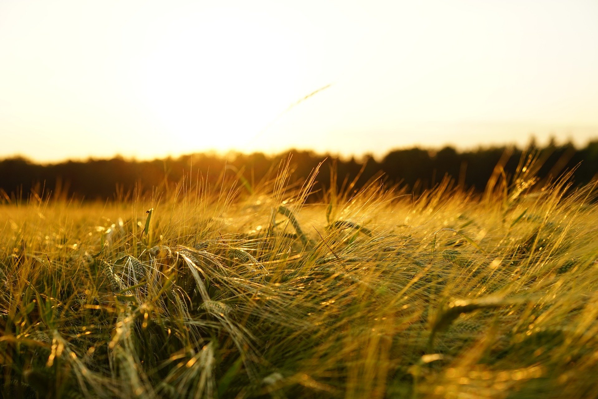 Cereal farming in Scotland